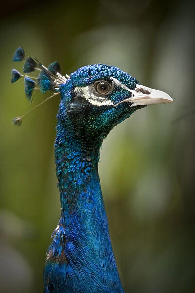 Male Indian peafowl  /  peacock (Pavo cristatus) from open forest areas on the Indian subcontinent. Captive, Jurong Bird Park, Singapore