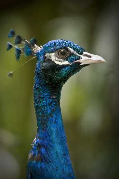 Framed Print : Male Indian peafowl / peacock (Pavo cristatus) from open forest areas on the Indian subcontinent. Captive, Jurong Bird Park, Singapore Framed Print : Male Indian peafowl / peacock (Pavo cristatus) from open forest areas on the Indian subcontinent. Captive, Jurong Bird Park, Singapore