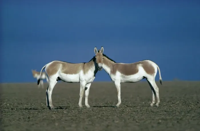 Framed Print : Two male Indian Wild Asses (Equus hemionus khur), looking like they share a single head Framed Print : Two male Indian Wild Asses (Equus hemionus khur), looking like they share a single head