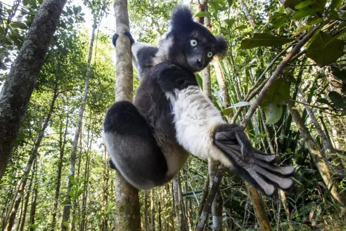 Framed Print : Male Indri (Indri indri) reaching for leaves / foraging in forest understorey. Mitsinjo Reserve Framed Print : Male Indri (Indri indri) reaching for leaves / foraging in forest understorey. Mitsinjo Reserve