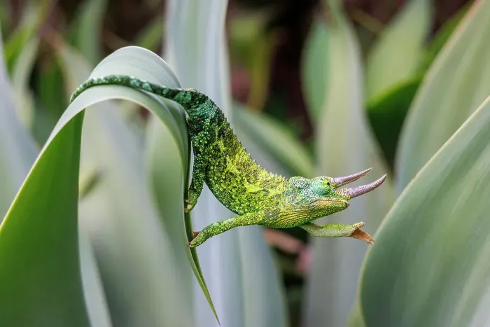 Framed Print : Male Jackson's chameleon (Chamaeleo jacksoni) reaching out as it moves between leaves, Maui, Hawaii Framed Print : Male Jackson's chameleon (Chamaeleo jacksoni) reaching out as it moves between leaves, Maui, Hawaii