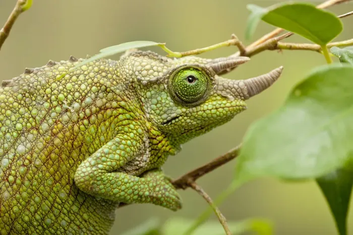 Framed Print : Male Jacksons chameleon (Chamaeleo jacksonii) on tree branch, East Africa Framed Print : Male Jacksons chameleon (Chamaeleo jacksonii) on tree branch, East Africa