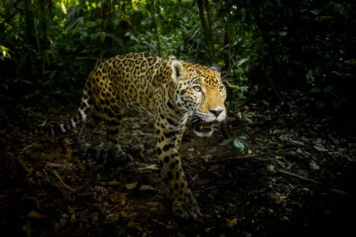 Framed Print : Male Jaguar (Panthera onca) walking through rainforest, Belize, Central America, 2017 Framed Print : Male Jaguar (Panthera onca) walking through rainforest, Belize, Central America, 2017