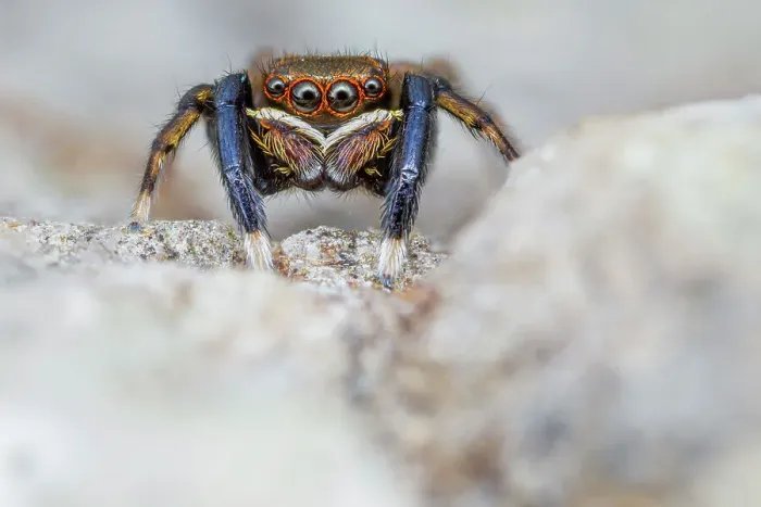 Framed Print : Male Jumping spider (Euophrys frontalis) close up, Derbyshire, UK. May. Focus stacked image Framed Print : Male Jumping spider (Euophrys frontalis) close up, Derbyshire, UK. May. Focus stacked image