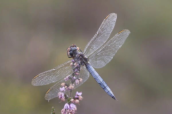 Male Keeled skimmer (Orthetrum coerulescens) in flight, Holt Lows CP, Norfolk, England