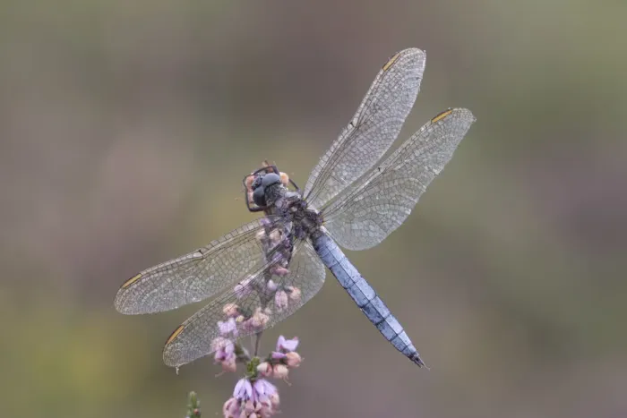 Framed Print : Male Keeled skimmer (Orthetrum coerulescens) in flight, Holt Lows CP, Norfolk, England Framed Print : Male Keeled skimmer (Orthetrum coerulescens) in flight, Holt Lows CP, Norfolk, England