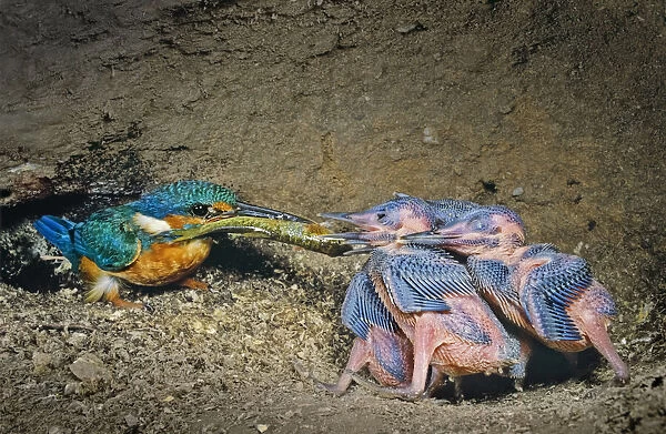 Male Kingfisher (Alcedo atthis) feeding chicks, aged 9 days, with a large fish in artificial nest, Italy