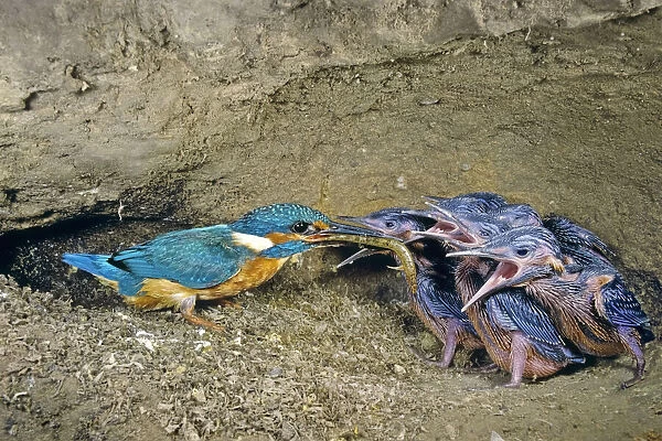 Male Kingfisher (Alcedo atthis) feeding chicks, aged 16 days, in artificial nest, Italy
