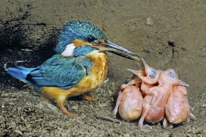 Framed Print : Male Kingfisher (Alcedo atthis) feeding his chicks, aged 5 days, in artificial nest, Italy