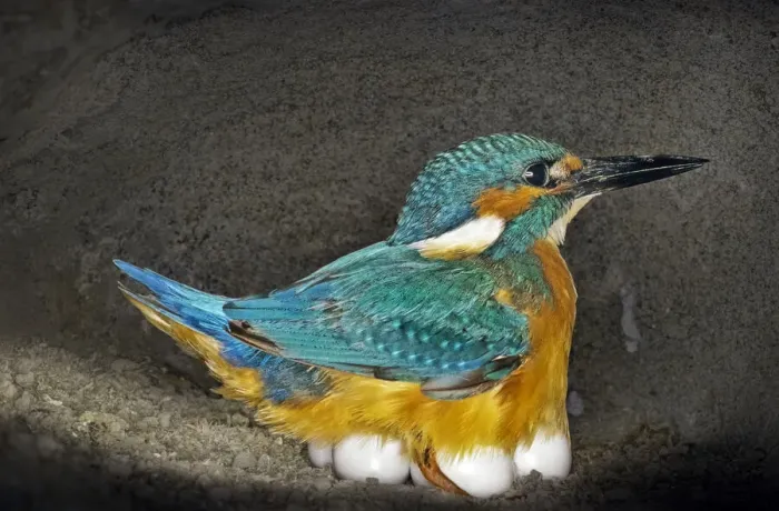 Framed Print : Male Kingfisher (Alcedo atthis) sitting on eggs for his brooding period in an artificial nest, Italy Framed Print : Male Kingfisher (Alcedo atthis) sitting on eggs for his brooding period in an artificial nest, Italy