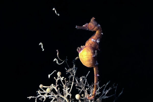 Male Korean seahorse (Hippocampus haema) giving birth. Kumamoto Prefecture, Kyushu, Japan