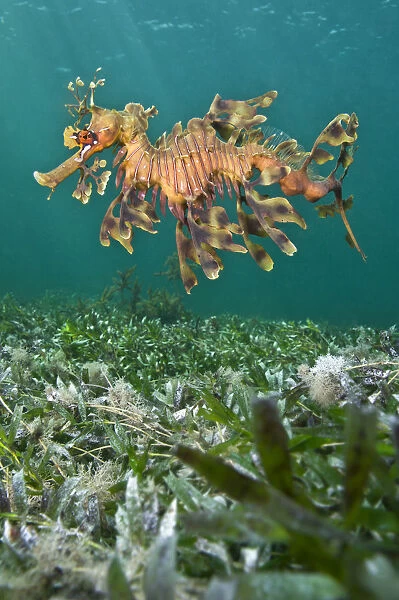 A male Leafy Seadragon (Phycodurus eques) swimming. Wool Bay Jetty, Edithburgh, Yorke Peninsular