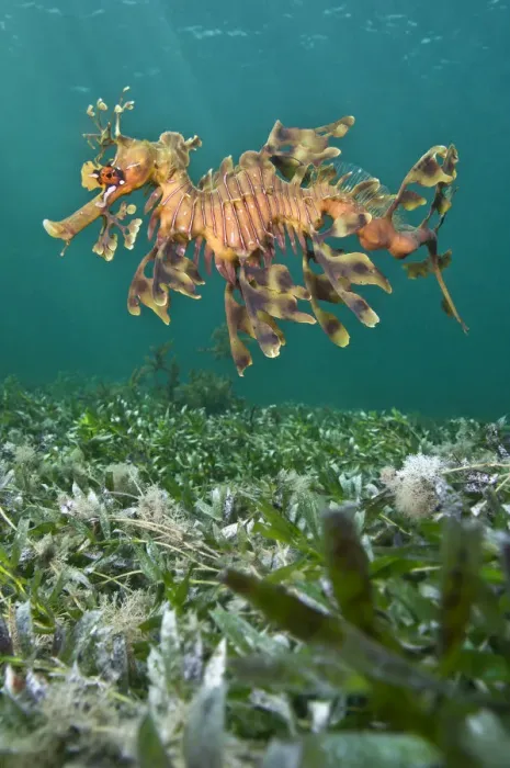Framed Print : A male Leafy Seadragon (Phycodurus eques) swimming. Wool Bay Jetty, Edithburgh, Yorke Peninsular Framed Print : A male Leafy Seadragon (Phycodurus eques) swimming. Wool Bay Jetty, Edithburgh, Yorke Peninsular