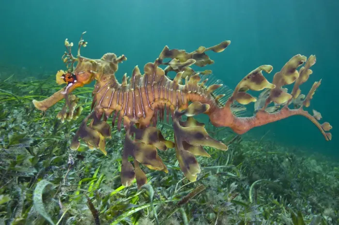 Framed Print : A male Leafy Seadragon (Phycodurus eques) swimming. Wool Bay Jetty, Edithburgh, Yorke Peninsular Framed Print : A male Leafy Seadragon (Phycodurus eques) swimming. Wool Bay Jetty, Edithburgh, Yorke Peninsular