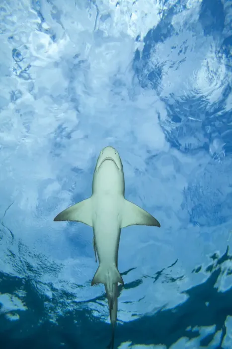 Framed Print : Male Lemon shark (Negaprion brevirostris) gliding just below the surface, Grand Bahama, Caribbean Sea