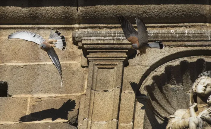 Framed Print : Two male Lesser kestrels (Falco naumanni) in pursuit flight, one driving off Framed Print : Two male Lesser kestrels (Falco naumanni) in pursuit flight, one driving off