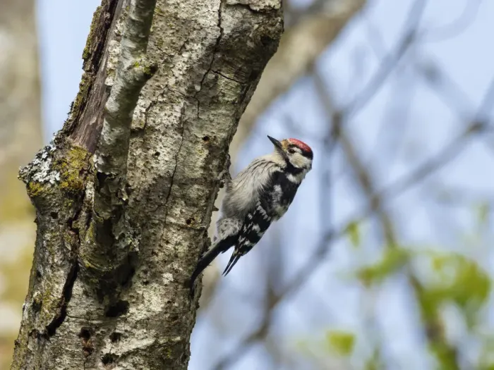 Framed Print : Male Lesser spotted woodpecker (Dryobates minor) perching on tree trunk, Germany, Europe. May Framed Print : Male Lesser spotted woodpecker (Dryobates minor) perching on tree trunk, Germany, Europe. May
