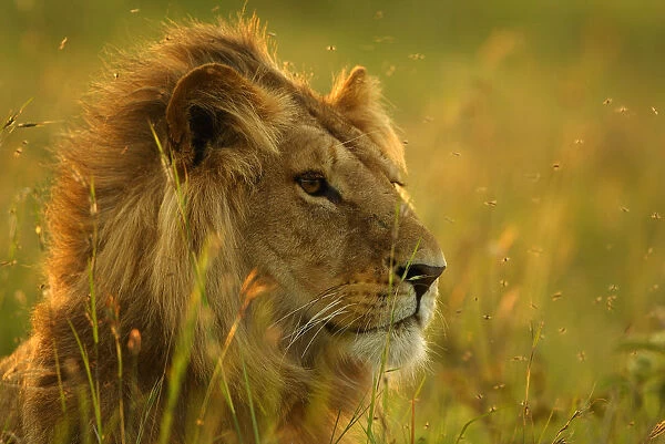 Male Lion head portrait, resting in long grass {Panthera leo} Masai Mara, Kenya, Africa