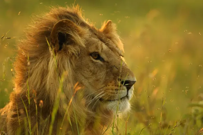 Framed Print : Male Lion head portrait, resting in long grass {Panthera leo} Masai Mara, Kenya, Africa