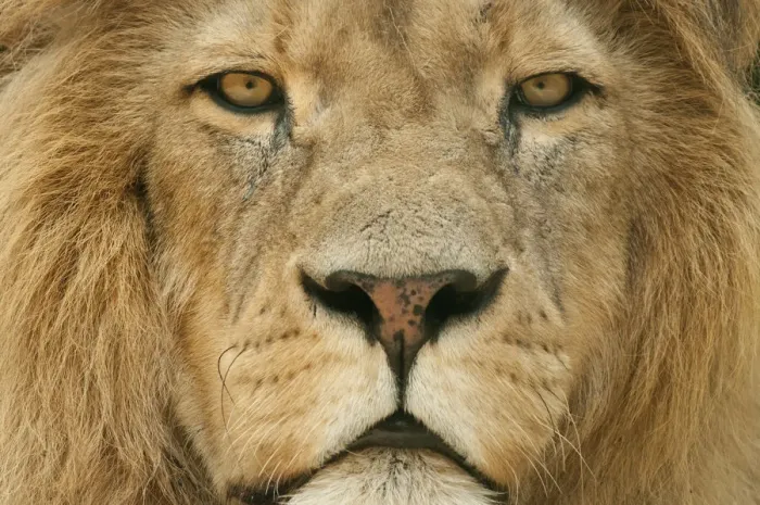 Framed Print : Male Lion (Panthera leo) portrait, close-up of face, captive, occurs in Africa Framed Print : Male Lion (Panthera leo) portrait, close-up of face, captive, occurs in Africa