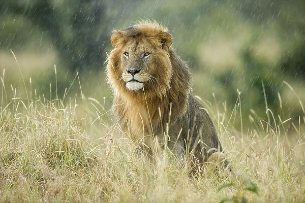 Male Lion (Panthera leo) sitting in the rain, Masai-Mara game reserve, Kenya