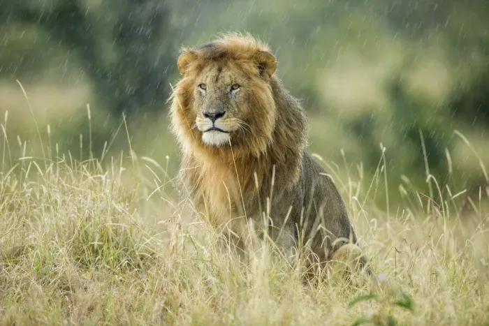 Framed Print : Male Lion (Panthera leo) sitting in the rain, Masai-Mara game reserve, Kenya Framed Print : Male Lion (Panthera leo) sitting in the rain, Masai-Mara game reserve, Kenya