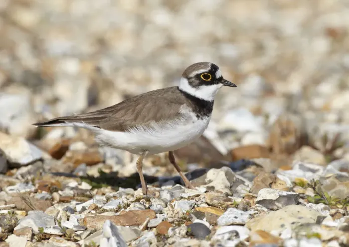Framed Print : Male Little ringed plover (Charadrius dubius) on the edge of a freshwater gravel pit Framed Print : Male Little ringed plover (Charadrius dubius) on the edge of a freshwater gravel pit