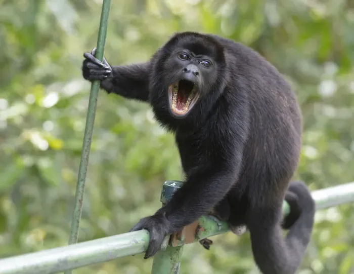 Framed Print : Male Mantled howler monkey (Alouatta palliata) on foot bridge Framed Print : Male Mantled howler monkey (Alouatta palliata) on foot bridge