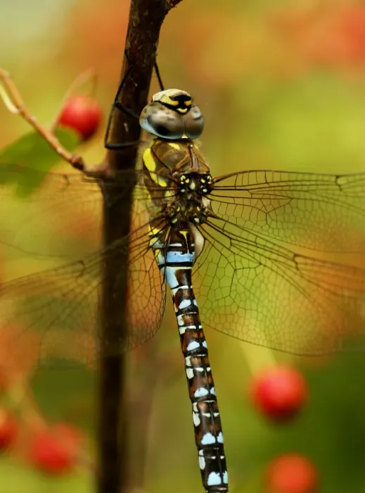 Framed Print : Male Migrant Hawker Dragonfly (Aeshna mixta) South London, UK, September Framed Print : Male Migrant Hawker Dragonfly (Aeshna mixta) South London, UK, September