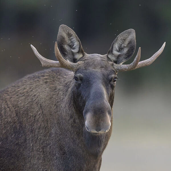 Male Moose (Alces alces) with antlers, portrait, Finland. September