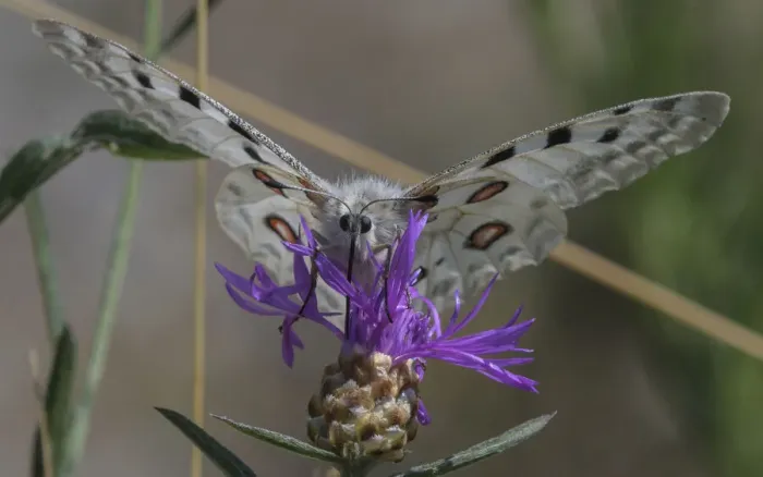 Framed Print : Male Mountain apollo butterfly (Parnassius apollo) nectaring on wildflower, Finland. July Framed Print : Male Mountain apollo butterfly (Parnassius apollo) nectaring on wildflower, Finland. July