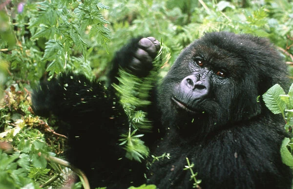 Male Mountain gorilla (Gorilla beringei) eating vegetation, Rwanda, Central Africa