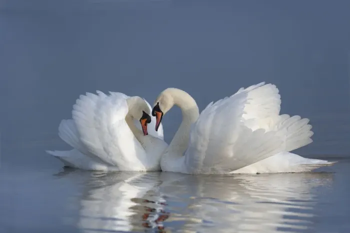 Framed Print : Two male Mute swans (Cygnus olor) displaying on water in territorial dispute, UK Framed Print : Two male Mute swans (Cygnus olor) displaying on water in territorial dispute, UK