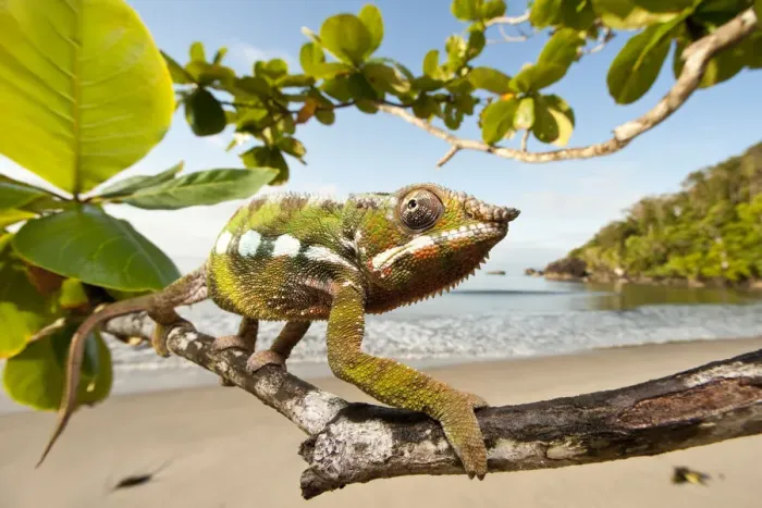 Framed Print : Male Panther Chameleon (Furcifer pardalis) stalking prey in beach side vegetation Framed Print : Male Panther Chameleon (Furcifer pardalis) stalking prey in beach side vegetation