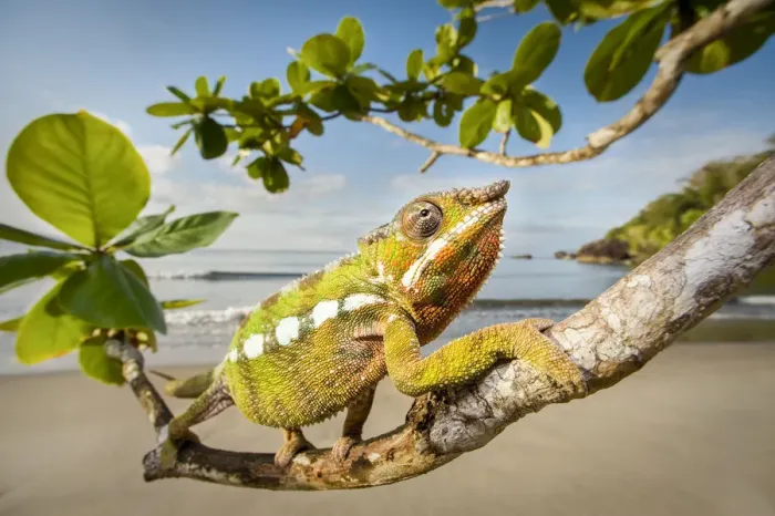 Framed Print : Male Panther Chameleon (Furcifer pardalis) stalking prey in beach side vegetation Framed Print : Male Panther Chameleon (Furcifer pardalis) stalking prey in beach side vegetation
