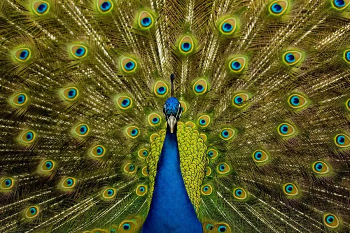 Framed Print : Male peacock (Pavo cristatus) displaying his ocellated tail feathers Framed Print : Male peacock (Pavo cristatus) displaying his ocellated tail feathers