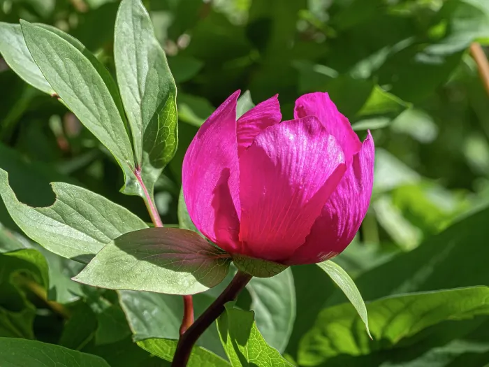Framed Print : Male peony (Paeonia mascula) in flower, Monte St Angelo, Gargano, Puglia, Italy. April Framed Print : Male peony (Paeonia mascula) in flower, Monte St Angelo, Gargano, Puglia, Italy. April
