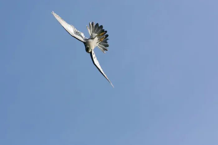 Framed Print : Male Peregrine Falcon {Falco peregrinus} swerving in flight, start of swoop, captive