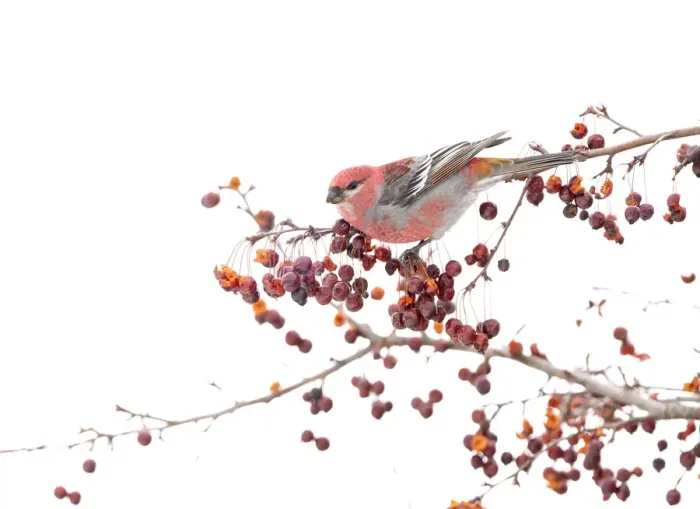 Framed Print : Male Pine grosbeak (Pinicola enucleator) perched on branch among Crabapple (Malus sp Framed Print : Male Pine grosbeak (Pinicola enucleator) perched on branch among Crabapple (Malus sp