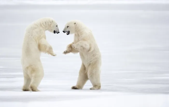Framed Print : Two male Polar bears (Ursus maritimus) standing on hind legs, sparring, Churchill, Canada. November Framed Print : Two male Polar bears (Ursus maritimus) standing on hind legs, sparring, Churchill, Canada. November