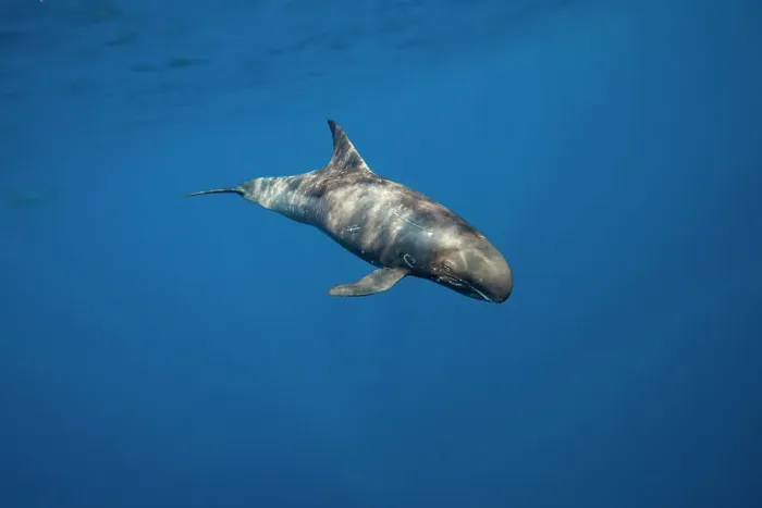 Framed Print : Male Pygmy killer whale (Feresa attenuata) swimming in open ocean, Hawaii, Pacific Ocean
