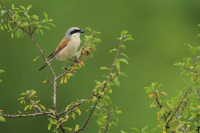 Framed Print : Male Red-backed shrike (Lanius collurio), Cantabria, Spain, August Framed Print : Male Red-backed shrike (Lanius collurio), Cantabria, Spain, August