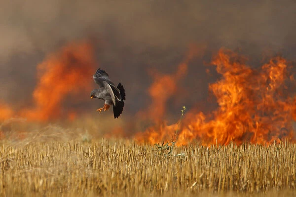 Male Red footed falcon (Falco vespertinus) hunting over burning steppe fields, Bagerova Steppe