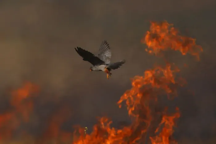 Framed Print : Male Red footed falcon (Falco vespertinus) hunting over burning steppe fields, Bagerova Steppe Framed Print : Male Red footed falcon (Falco vespertinus) hunting over burning steppe fields, Bagerova Steppe