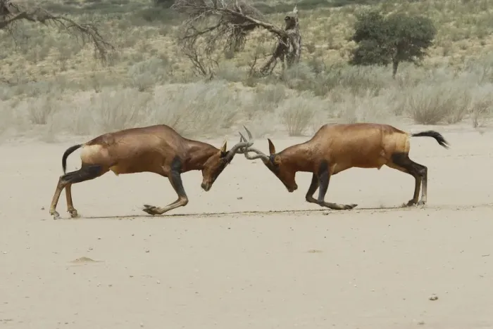 Framed Print : Male Red hartebeest (Alcelaphus buselaphus) fighting, Kgalagadi Transfrontier Park Framed Print : Male Red hartebeest (Alcelaphus buselaphus) fighting, Kgalagadi Transfrontier Park