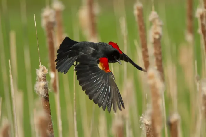 Framed Print : Male Red winged blackbird (Agelaius phoeniceus) taking off, New York, USA, May Framed Print : Male Red winged blackbird (Agelaius phoeniceus) taking off, New York, USA, May