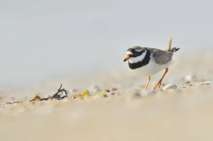 Framed Print : Male Ringed plover (Charadrius hiaticula) on beach, Outer Hebrides, Scotland, UK, June Framed Print : Male Ringed plover (Charadrius hiaticula) on beach, Outer Hebrides, Scotland, UK, June