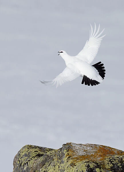 Male Rock ptarmigan (Lagopus mutus) vocalising whilst in flight, showing winter plumage