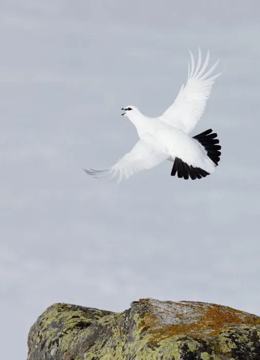 Framed Print : Male Rock ptarmigan (Lagopus mutus) vocalising whilst in flight, showing winter plumage Framed Print : Male Rock ptarmigan (Lagopus mutus) vocalising whilst in flight, showing winter plumage