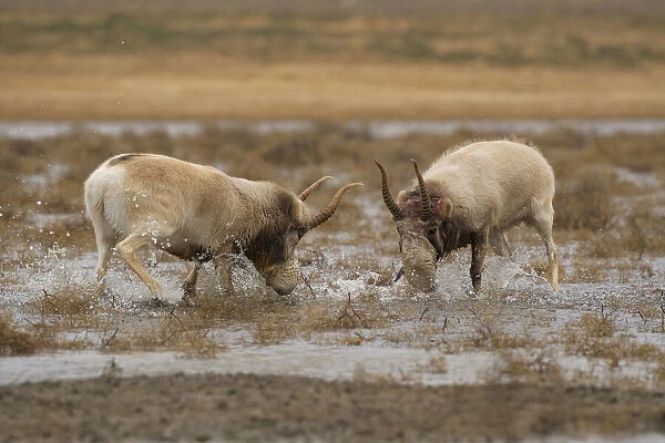Male Saiga antelope (Saiga tatarica) rutting in winter, The Black Lands